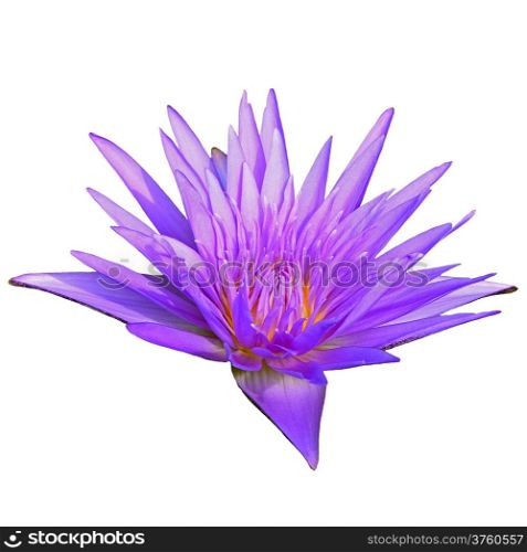Colorful of purple waterlily, isolated on a white background