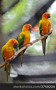 Colorful of three yellow parrots, Sun Conure (Aratinga solstitialis), standing on the branch, breast profile