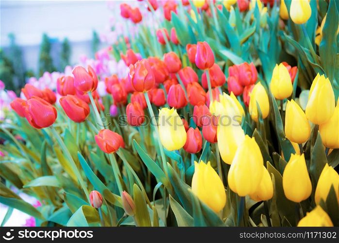 Colorful of tulip with beautiful in the winter.