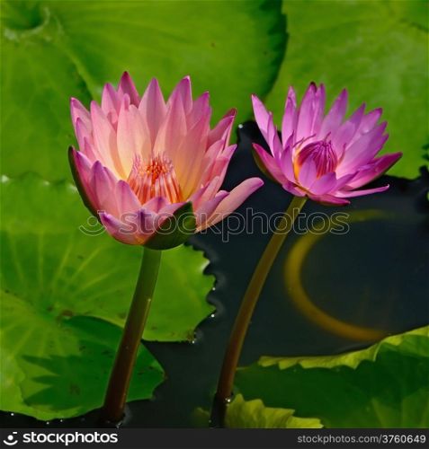 Colorful of two pink waterlily