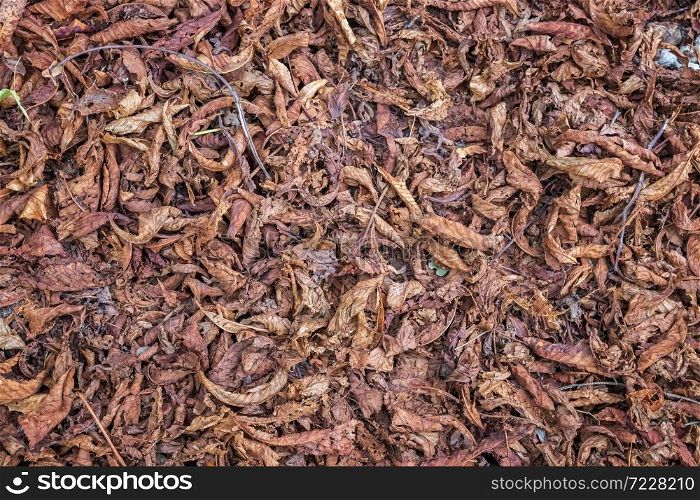 Colorful old autumn leaves. natural background. Leaves on the background. Old brown leaves.