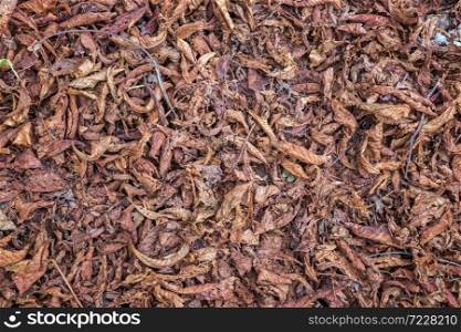 Colorful old autumn leaves. natural background. Leaves on the background. Old brown leaves.