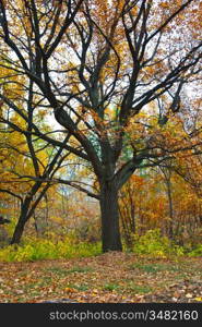 Colorful orange autumn: tree and fall leaves