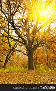 Colorful orange autumn: tree and fall leaves