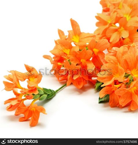 Colorful orange Firecracker flower (Crossandra infundibuliformis), isolated on a white background