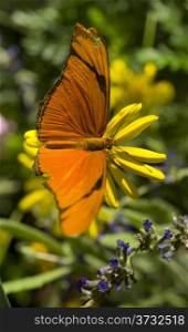 Colorful Orange Julia Butterfly Pauses Flight to Land in Garden