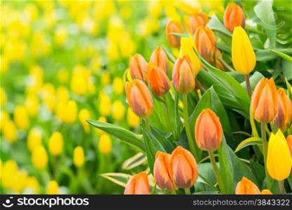 Colorful orange tulip photographed with a selective focus and a shallow depth of field