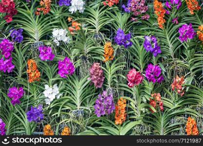 Colorful orchid flower wall background.