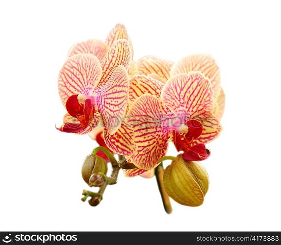 colorful orchid flowers , close up