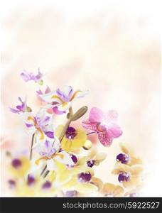 Colorful Orchid Flowers for Background