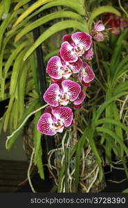 Colorful Orchid Species Bright Purple and White Picture