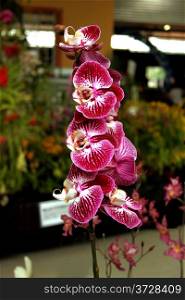 Colorful Orchid Species Bright Purple and White Picture