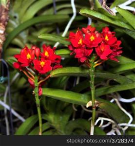 Colorful Orchid Species Bright Red Yellow Epidendrum Joseph Lii Picture