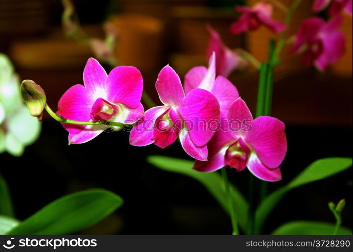 Colorful Orchid Species Purple Dendrobium Blue Max Picture