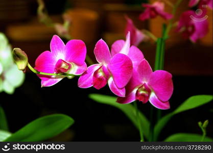 Colorful Orchid Species Purple Dendrobium Blue Max Picture