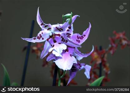 Colorful Orchid Species Spotted Bright Blue Purple Picture