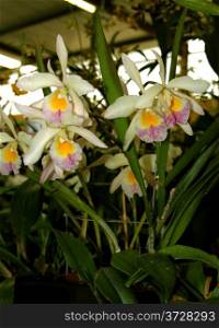 Colorful Orchid Species White Pink Purple Yellow Brassolaeliocattleya Plinlimmon Picture