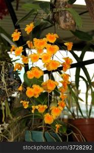 Colorful Orchid Species Yellow Orange Dendrobium lindleyi varaggregatum Picture
