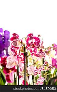 Colorful Orchidaceae on white background