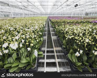 colorful orchids in greenhouse near zaltbommel in dutch province of brabant