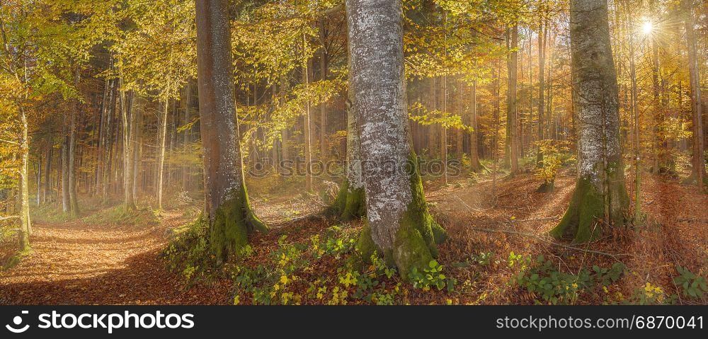 Colorful panorama with the forest illuminated by the warm sun rays, in Bavaria region, Germany, on a lovely day of October.