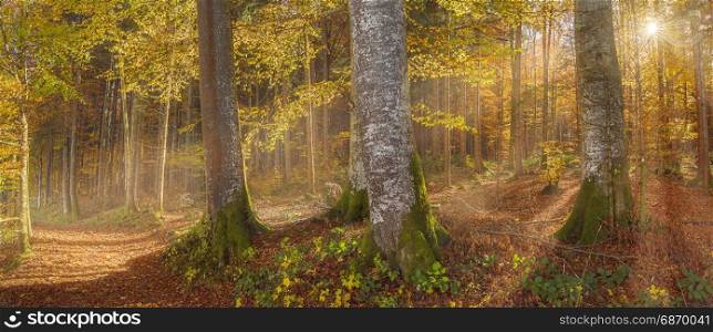 Colorful panorama with the forest illuminated by the warm sun rays, in Bavaria region, Germany, on a lovely day of October.