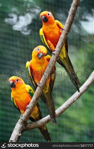 Colorful parrot bird, Sun Conure (Aratinga solstitialis), standing on a branch