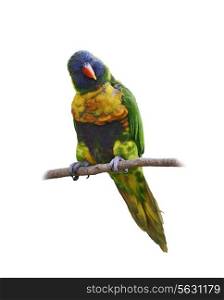 Colorful Parrot (Rainbow Lorikeet), Perching ,Isolated On White Background
