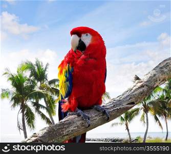 Colorful Parrot Sitting On A Branch