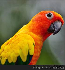 Colorful parrot, Sun Conure (Aratinga solstitialis), side and face profile