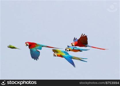 Colorful parrots flying in the sky, Freedom concept