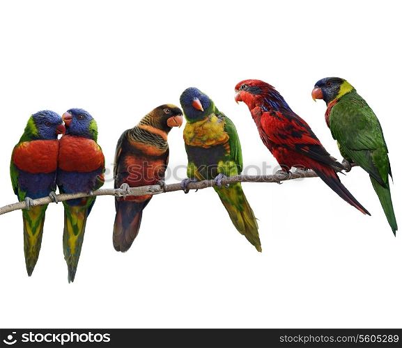 Colorful Parrots(Rainbow Lorikeet), Perching ,Isolated On White Background