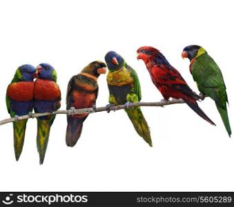 Colorful Parrots(Rainbow Lorikeet), Perching ,Isolated On White Background