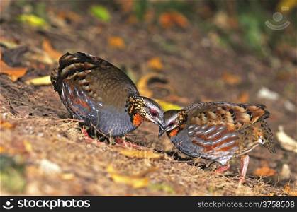 Colorful Partridge bird, couple of Rufous-throated Partridge (Arborophila rufogularis), on the ground, taken in Thailand