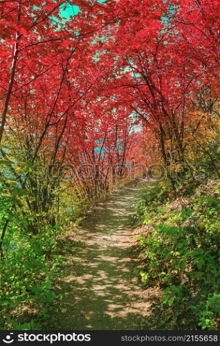 Colorful Pathway in Bakota Park, Ukraine in nice day. Pathway in Bakota Park