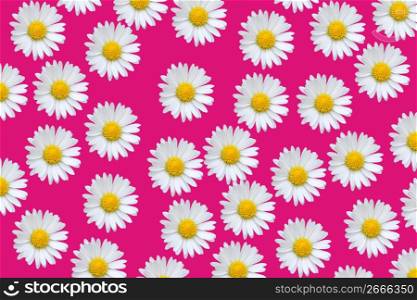 Colorful pattern background with daisy flowers over pink
