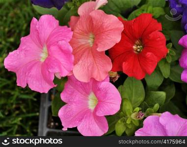 colorful petunia flowers for garden , close up