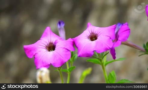 Colorful petunias close-up