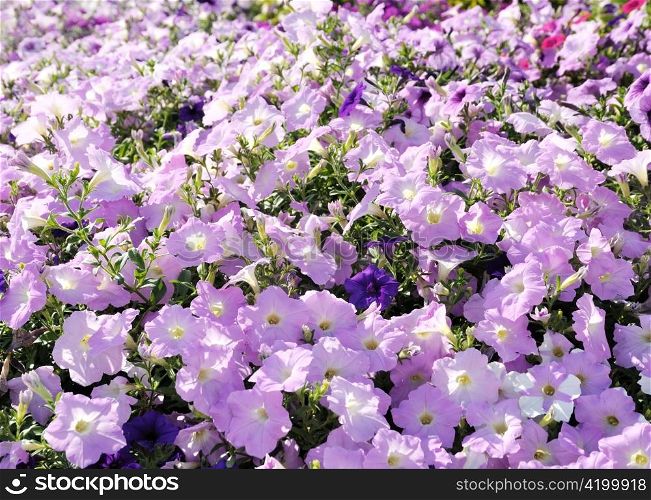 Colorful petunias close-up shot , for background