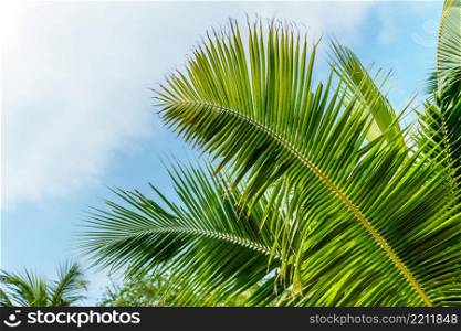 colorful photo of coconut palm leaf on blue sky. coconut leaf on blue sky