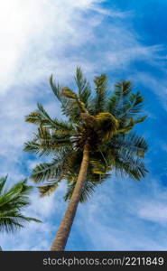 colorful photo of coconut palm leaf on blue sky. coconut leaf on blue sky