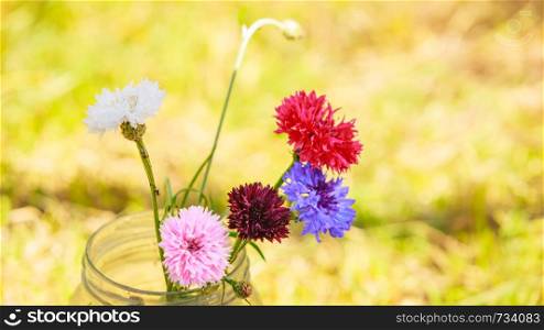 Colorful picked cornflowers in glass jar standing outdoor in the garden