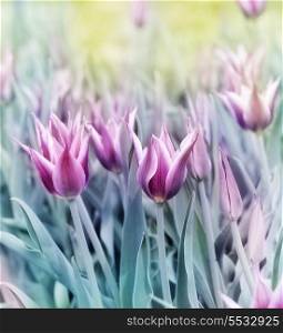 Colorful Pictures Of Tulip Flowers