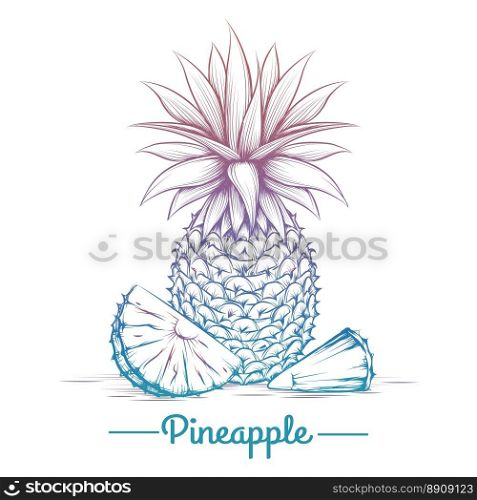 Colorful pineapple sketch. Colorful pineapple sketch isolated on white background. Vector illustration