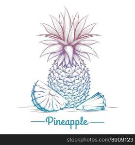 Colorful pineapple sketch. Colorful pineapple sketch isolated on white background. Vector illustration