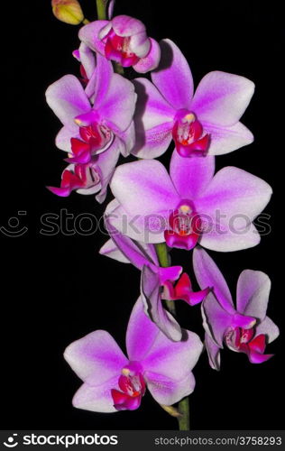 Colorful Pink and purple Phalaenopsis, Phalaenopsis hybrid