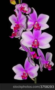 Colorful Pink and purple Phalaenopsis, Phalaenopsis hybrid