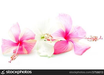 Colorful pink and white Hibiscus flower, isolated on a white background