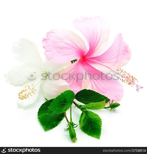 Colorful pink and white Hibiscus flower isolated on a white background