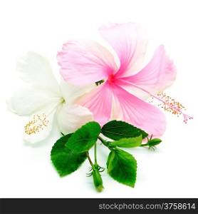 Colorful pink and white Hibiscus flower isolated on a white background